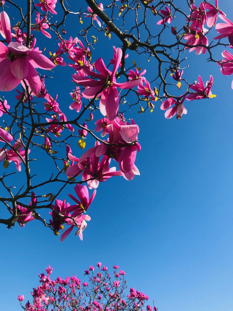 cherry blossoms vancouver bc