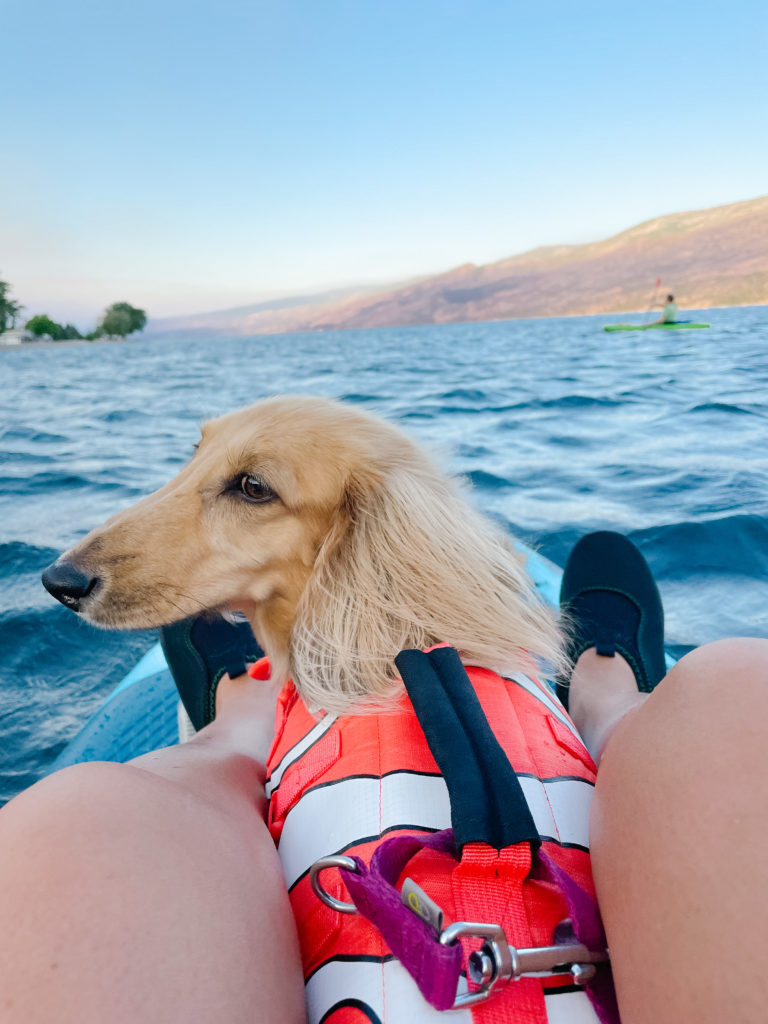 Dog paddleboarding