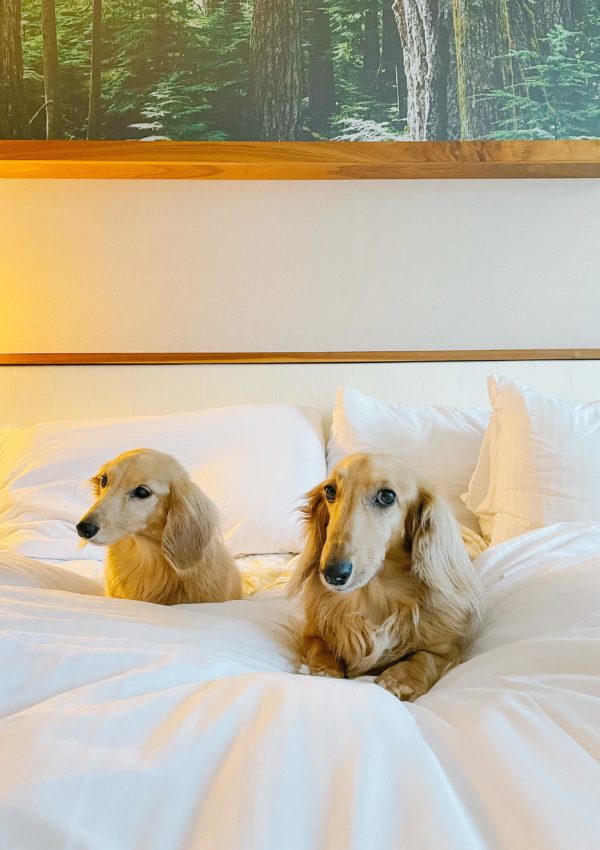 Our Favourite (and dog friendly) Luxury Hotels